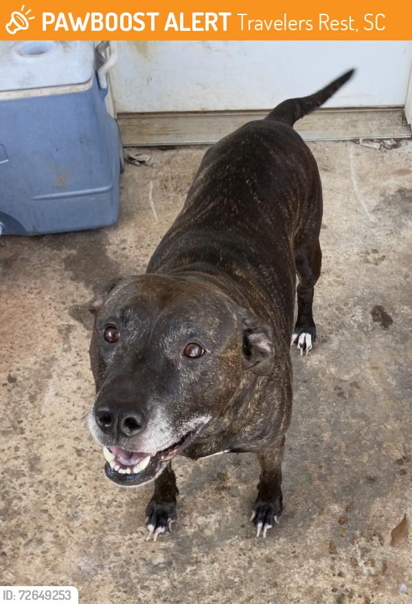 Found/Stray Female Dog last seen Old white horse road, Travelers Rest, SC 29690