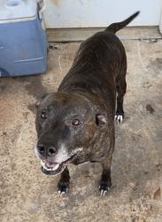 Found/Stray Female Dog last seen Old white horse road, Travelers Rest, SC 29690