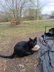 Found/Stray Male Cat last seen 45th & Frankfort Ave( north tulsa), Tulsa, OK 74106