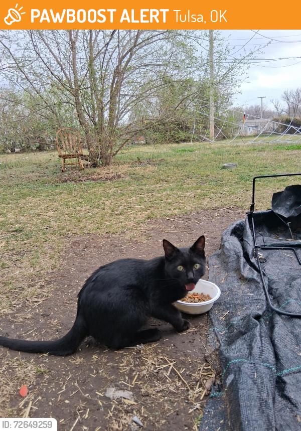 Found/Stray Male Cat last seen 45th & Frankfort Ave( north tulsa), Tulsa, OK 74106