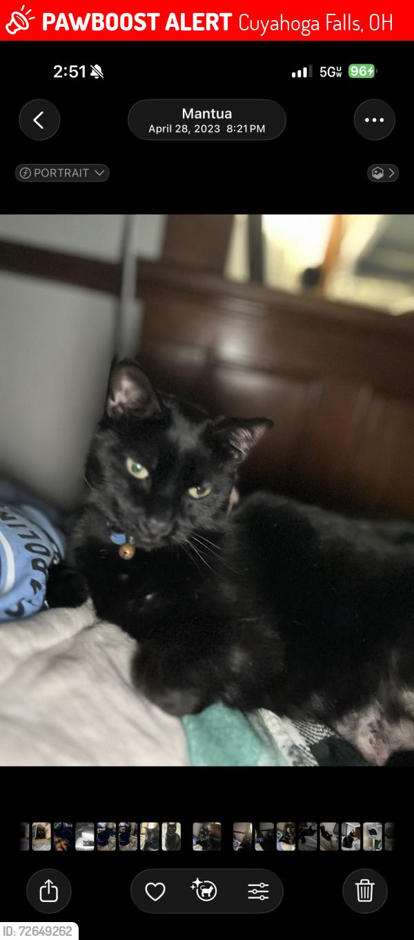 Lost Male Cat last seen Valley Rd and N Haven Blvd, Cuyahoga Falls, OH 44223