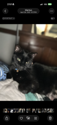 Lost Male Cat last seen Valley Rd and N Haven Blvd , Cuyahoga Falls, OH 44223