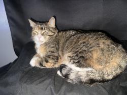 Lost Female Cat last seen Enos Park, Springfield, IL 62702
