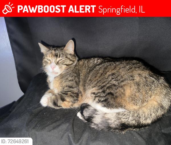 Lost Female Cat last seen Enos Park, Springfield, IL 62702
