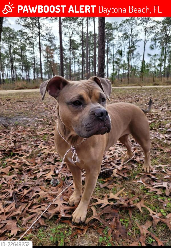 Lost Female Dog last seen Mason & Ridgewood ave Daytona Beach , Daytona Beach, FL 32114