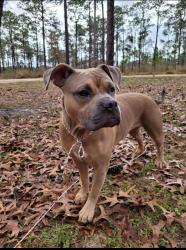 Lost Female Dog last seen Mason & Ridgewood ave Daytona Beach , Daytona Beach, FL 32114