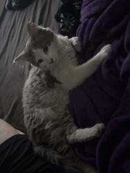 Found/Stray Unknown Cat last seen Oxnard and Hazeltine, Los Angeles, CA 91401
