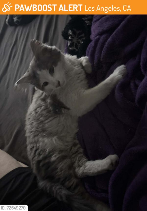 Found/Stray Unknown Cat last seen Oxnard and Hazeltine, Los Angeles, CA 91401