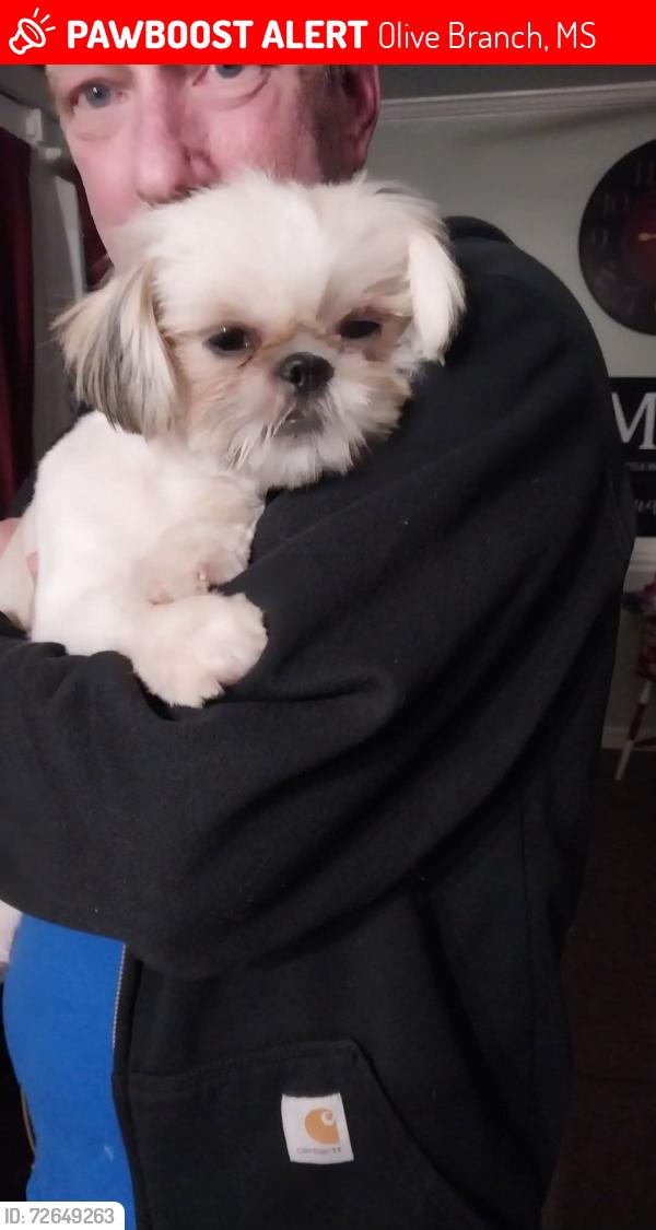 Lost Female Dog last seen Geneva loop, Olive Branch, MS 38125