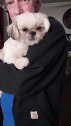 Lost Female Dog last seen Geneva loop, Olive Branch, MS 38125