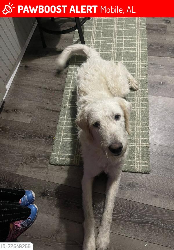 Lost Male Dog last seen Dawes Lane, Mobile, AL 36619