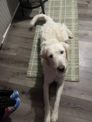 Lost Male Dog last seen Dawes Lane, Mobile, AL 36619
