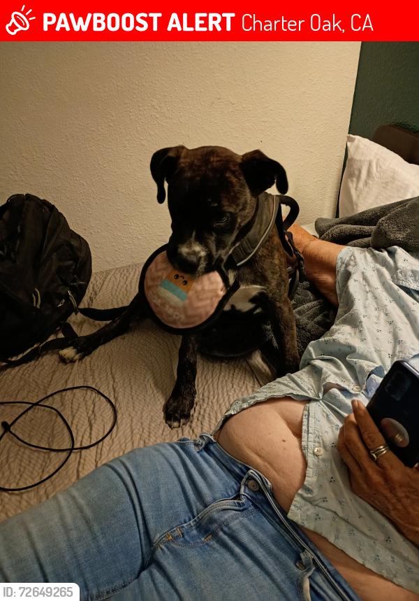 Lost Male Dog last seen Stater bros in glendora, Charter Oak, CA 91724