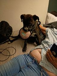 Lost Male Dog last seen Stater bros in glendora, Charter Oak, CA 91724