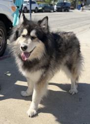 Found/Stray Female Dog last seen Near block and Mathews Ave, Redondo Beach, CA 90278