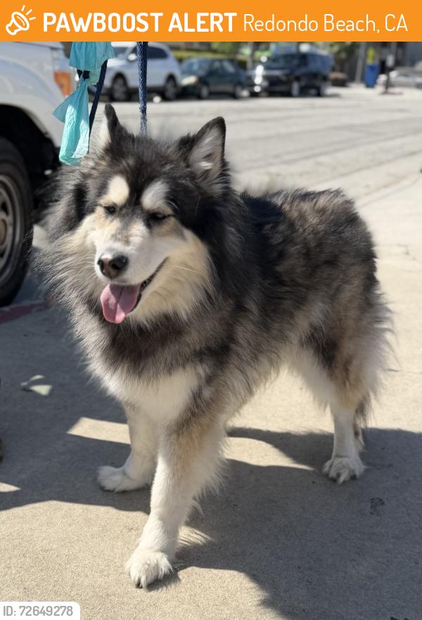 Found/Stray Female Dog last seen Near block and Mathews Ave, Redondo Beach, CA 90278