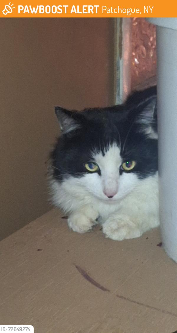 Found/Stray Unknown Cat last seen Dead end by lake, Patchogue, NY 11715