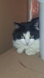 Found/Stray Unknown Cat last seen Dead end by lake, Patchogue, NY 11715