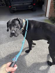 Found/Stray Male Dog last seen Mountain shade dr, Chattanooga, TN 37421