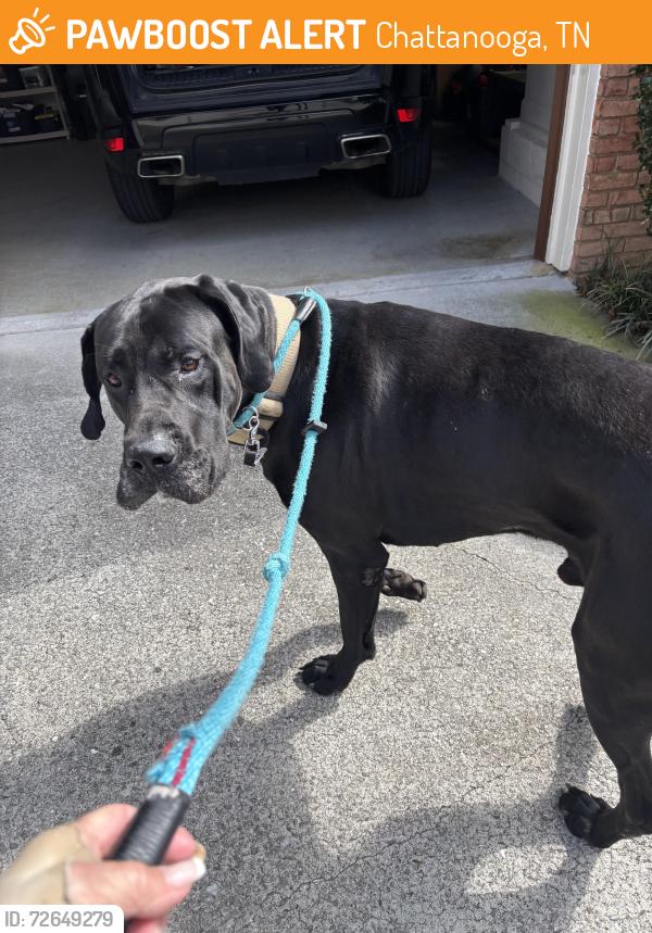 Found/Stray Male Dog last seen Mountain shade dr, Chattanooga, TN 37421