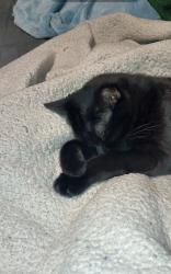 Lost Female Cat last seen Moberly ln and 8th st , Bentonville, AR 72712