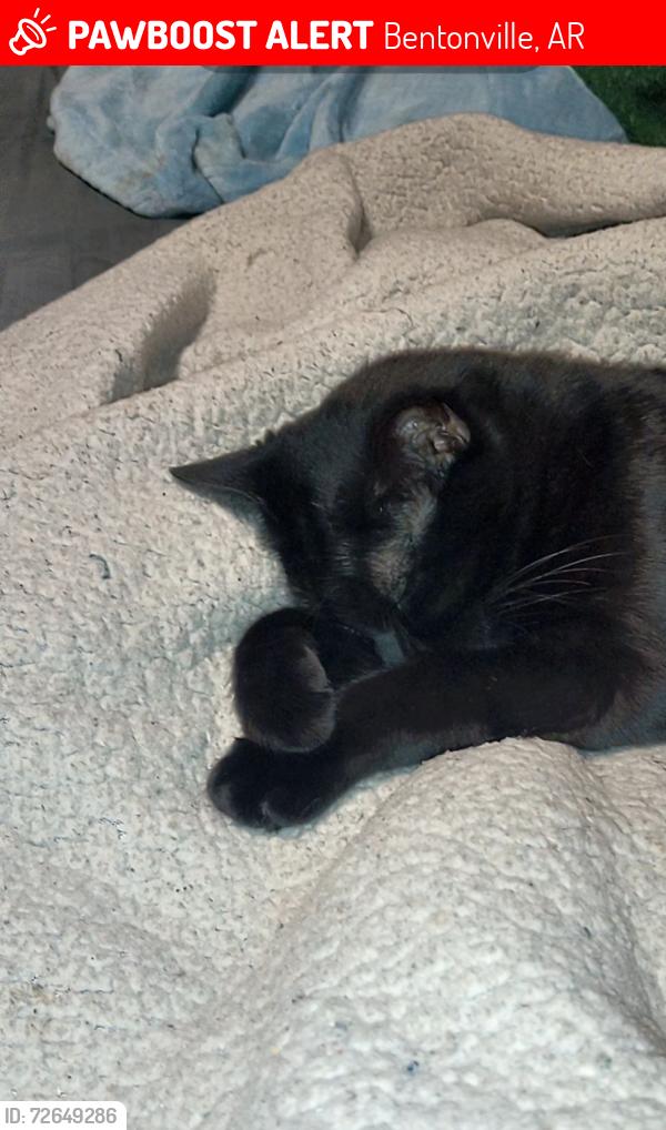 Lost Female Cat last seen Moberly ln and 8th st , Bentonville, AR 72712