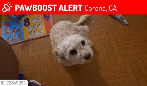 Lost Female Dog last seen Ramona and 4th street, Corona, CA 92879