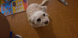 Lost Female Dog last seen Ramona and 4th street, Corona, CA 92879