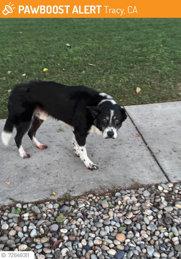 Found/Stray Male Dog last seen eaton, Tracy, CA 95376