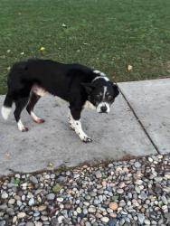 Found/Stray Male Dog last seen eaton, Tracy, CA 95376