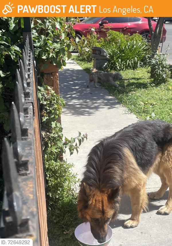 Found/Stray Male Dog last seen 97th and McKinley , Los Angeles, CA 90002