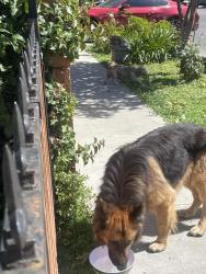 Found/Stray Male Dog last seen 97th and McKinley , Los Angeles, CA 90002
