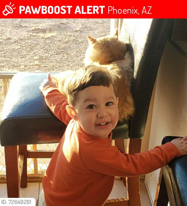 Lost Male Cat last seen Campbell's , Phoenix, AZ 85016