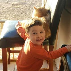 Lost Male Cat last seen Campbell's , Phoenix, AZ 85016
