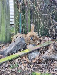 Found/Stray Unknown Dog last seen 15th & evanston, Tulsa, OK 74104
