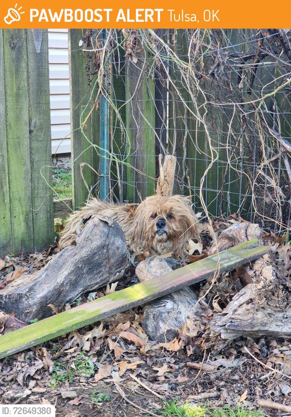 Found/Stray Unknown Dog last seen 15th & evanston, Tulsa, OK 74104