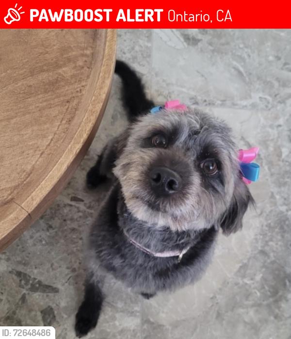 Lost Female Dog last seen Archibald Ave and E Riverside Dr, Ontario, CA 91761