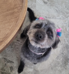 Lost Female Dog last seen Archibald Ave and E Riverside Dr, Ontario, CA 91761