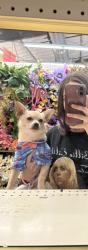 Lost Male Dog last seen 7-11 and a super across the street , San Bernardino, CA 92411