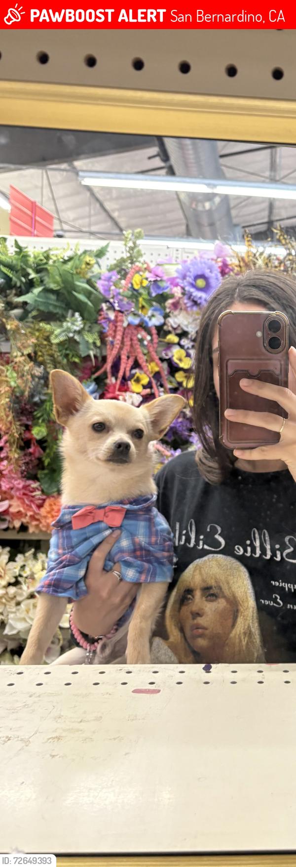Lost Male Dog last seen 7-11 and a super across the street , San Bernardino, CA 92411