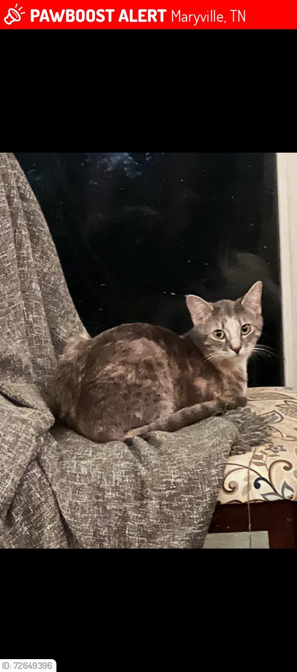 Lost Female Cat last seen Mint ale station at Jamestown village , Maryville, TN 37803