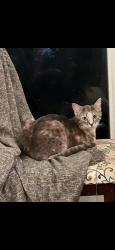 Lost Female Cat last seen Mint ale station at Jamestown village , Maryville, TN 37803