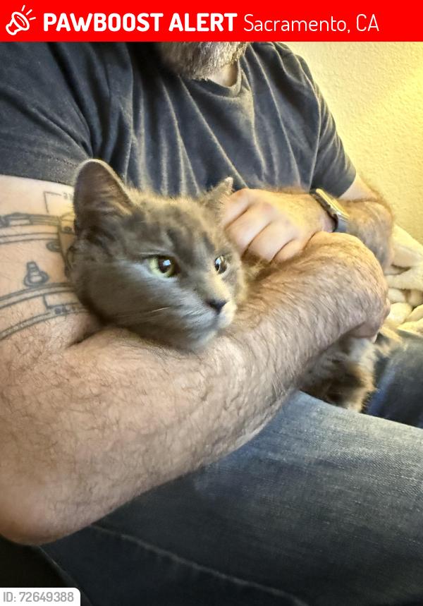 Lost Female Cat last seen Intersection of Millcreek, Truxel & El Camino   REWARD , Sacramento, CA 95833