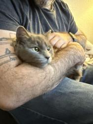 Lost Female Cat last seen Intersection of Millcreek, Truxel & El Camino   REWARD , Sacramento, CA 95833
