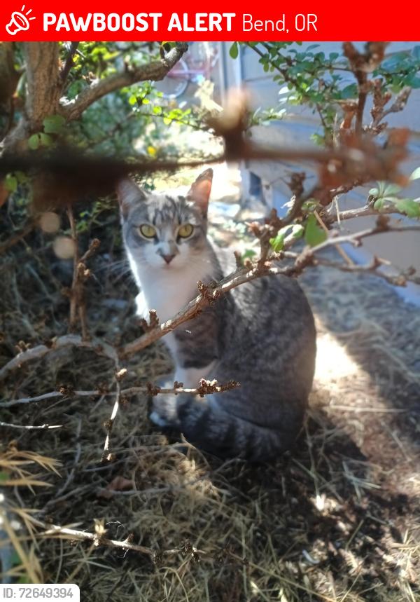 Lost Female Cat last seen Mountain View area , Bend, OR 97701