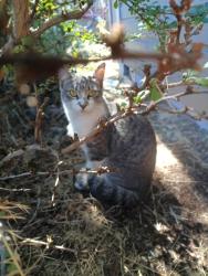 Lost Female Cat last seen Mountain View area , Bend, OR 97701