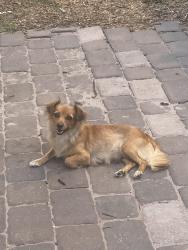 Lost Female Dog last seen 21st Ruskin , Ruskin, FL 33570