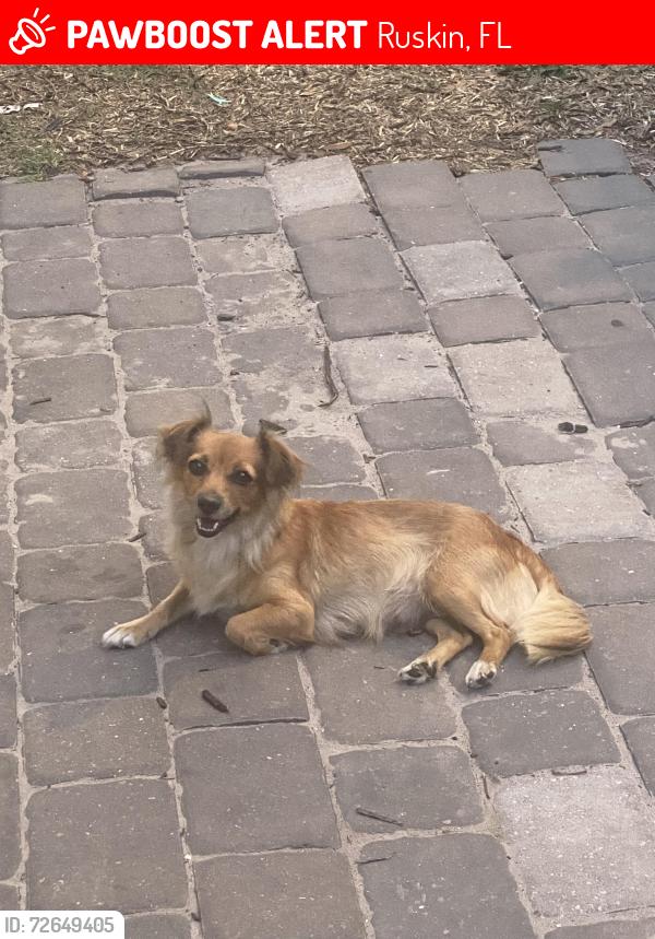 Lost Female Dog last seen 21st Ruskin , Ruskin, FL 33570