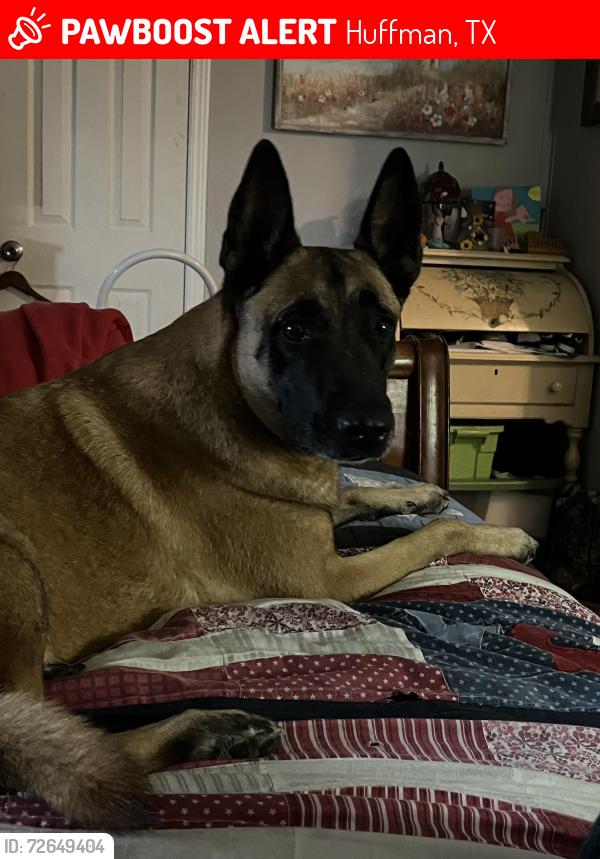 Lost Female Dog last seen Near FM 2100 Rd, Huffman, TX 77336, Huffman, TX 77336