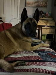 Lost Female Dog last seen Near FM 2100 Rd, Huffman, TX 77336, Huffman, TX 77336